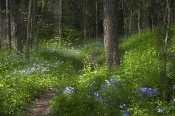 PA, Cedar Creek Trail through flowers and trees